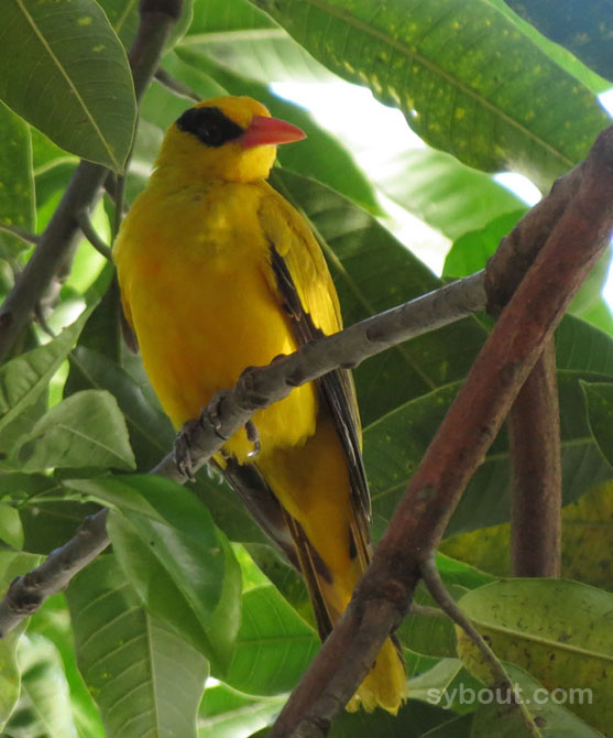 Black-naped Oriole