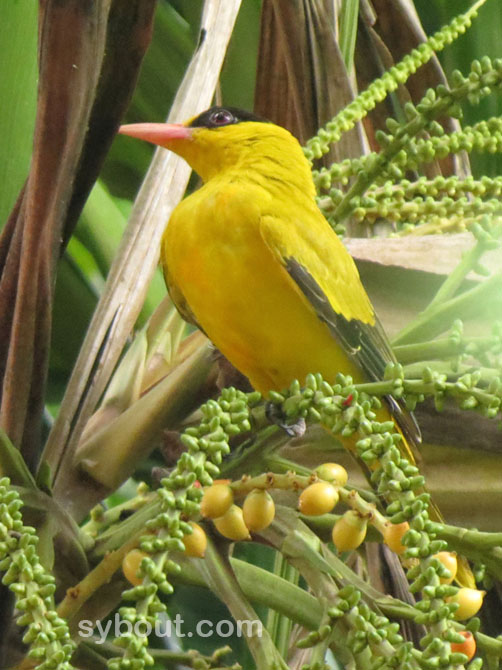Black-naped Oriole