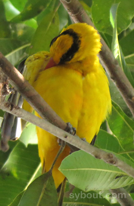 Black-naped Oriole neck