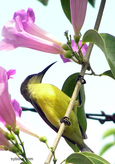 Olive-backed Sunbird