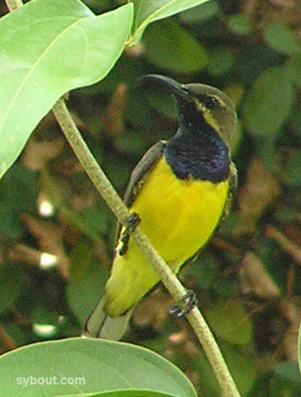 Olive-backed Sunbird - male