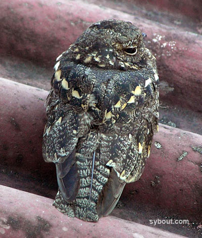 Savana Nightjar