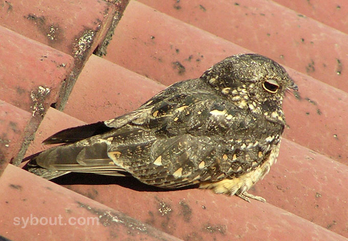 Savana Nightjar