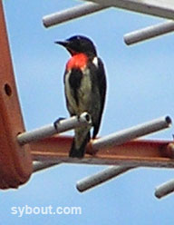 Grey-sided Flowerpecker