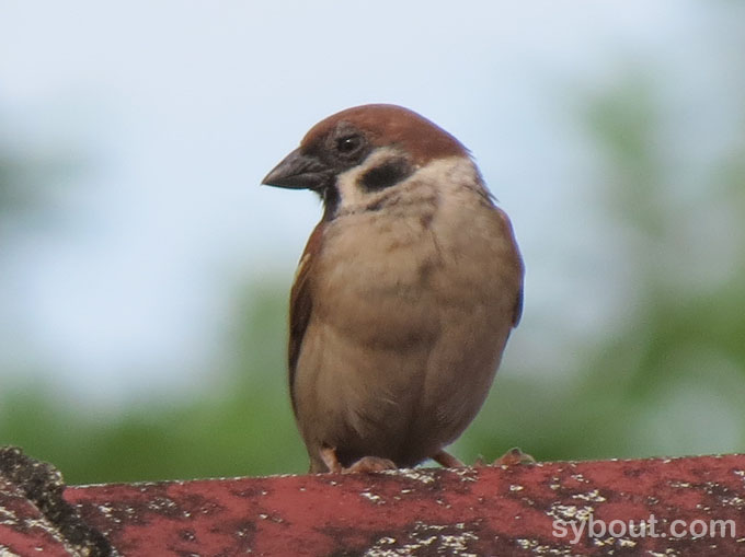 Eurasian Tree Sparrow