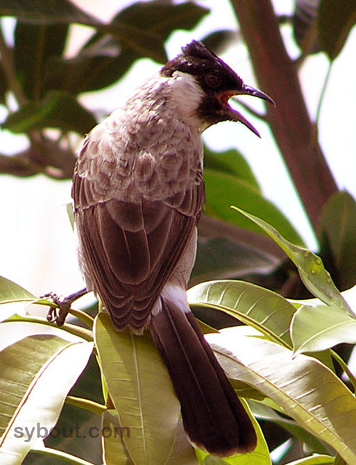 Sooty-headed Bulbul
