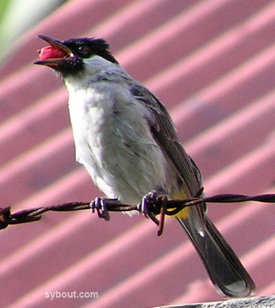 Sooty-headed Bulbul