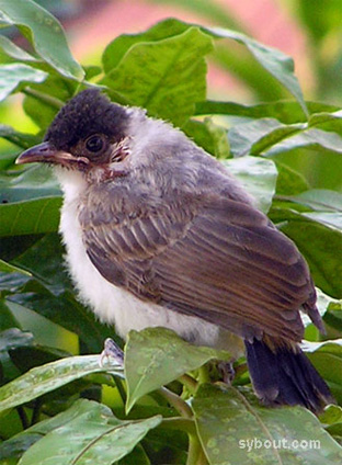 Young Sooty-headed Bulbul