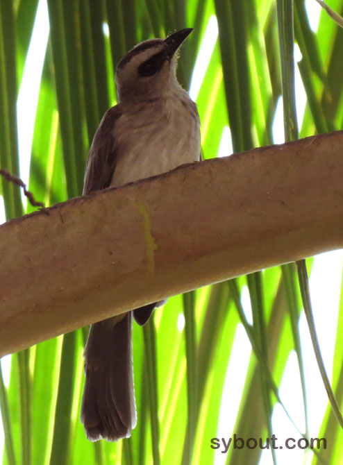 Yellow-vented Bulbul
