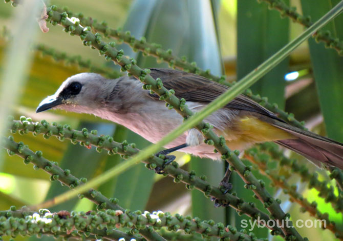 Yellow-vented Bulbul