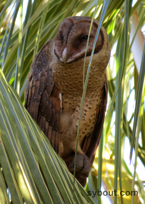 Sulawesi Barn Owl - Makassar