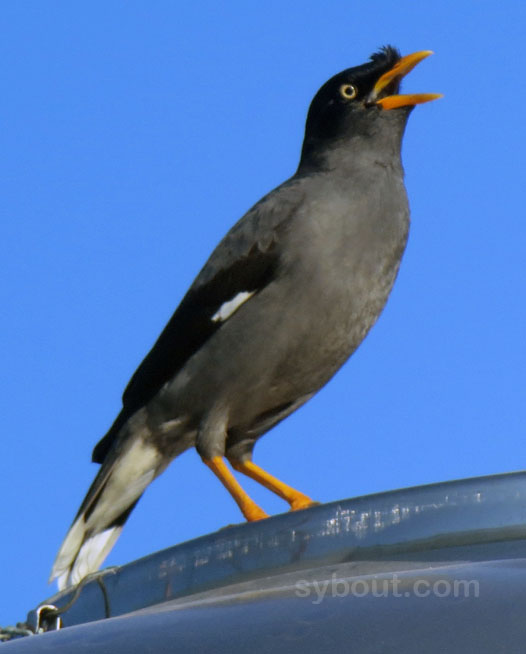 White-vented Myna