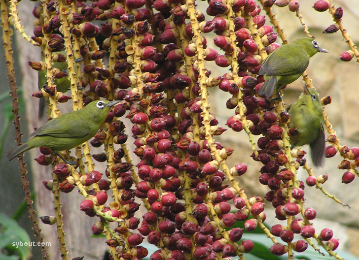 Lemon-bellied White-eye