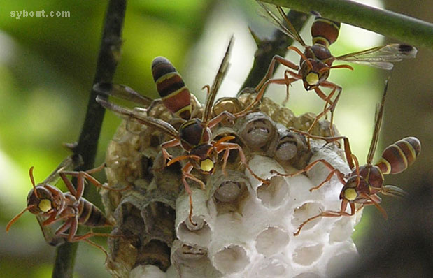 Paper Wasp
