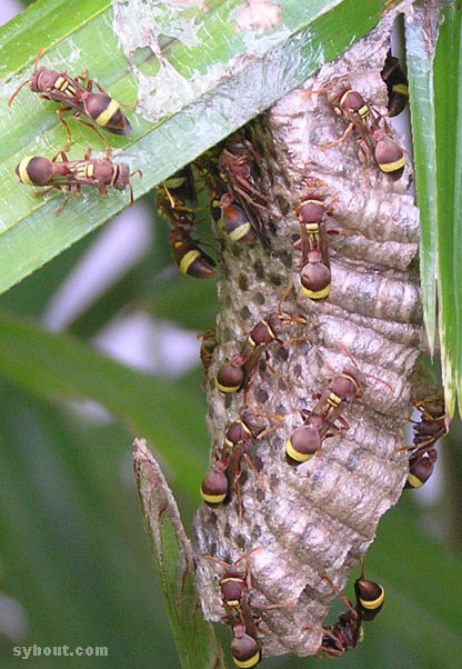 Paper Wasp