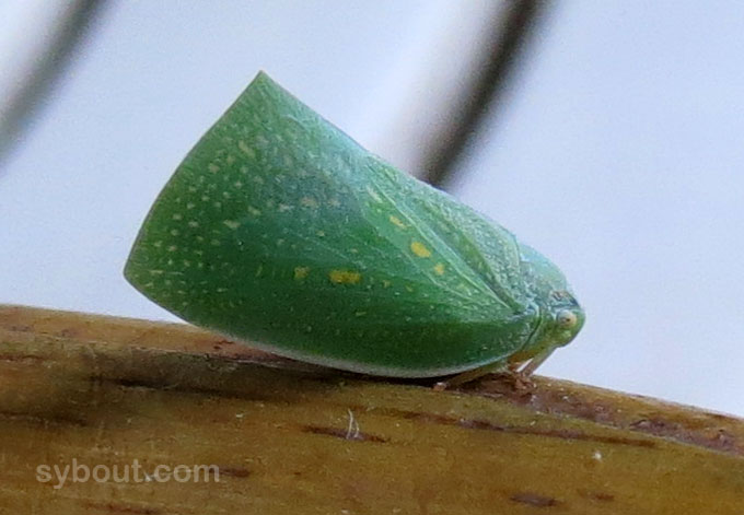unknown insect