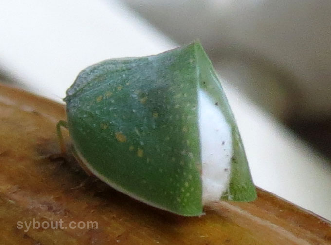 unknown insect