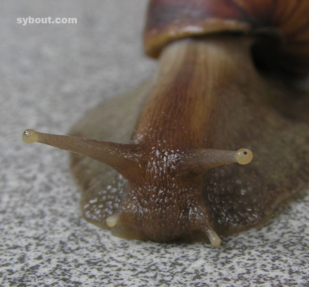 East African Land Snail - Bekicot