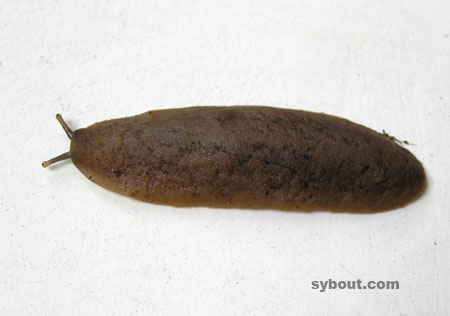Tropical leatherleaf