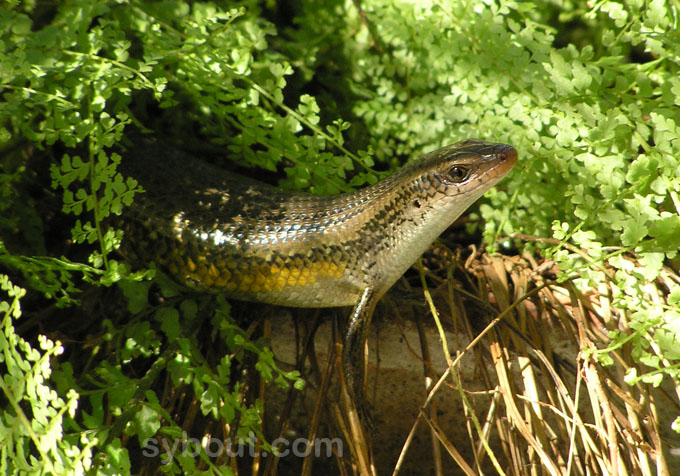 Many-lined Sun Skink