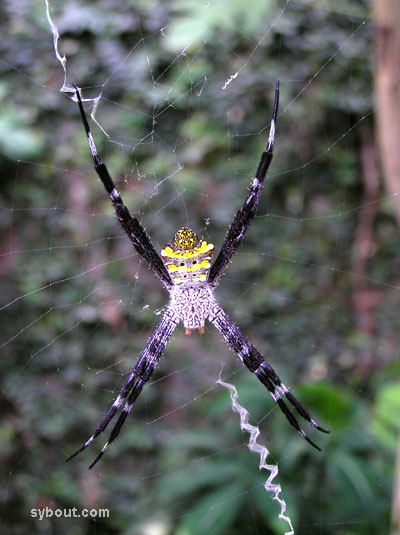 argiope_back