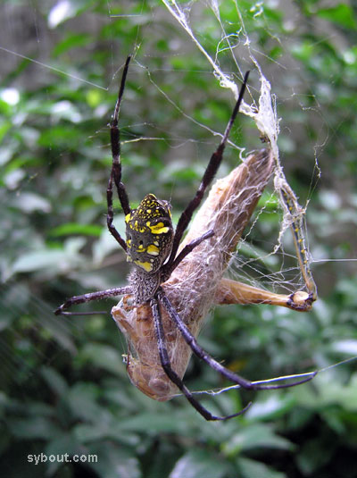 argiope_back