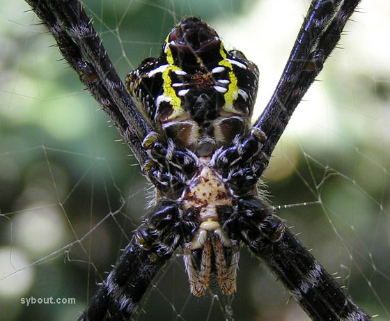 argiope_front