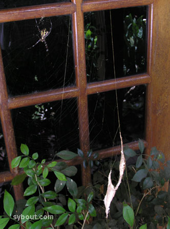 argiope egg sacs