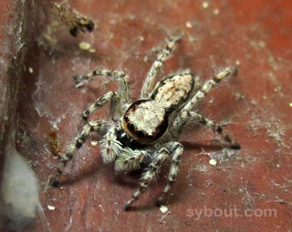 Jumping Spider