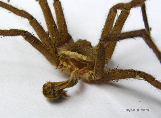 argiope_back