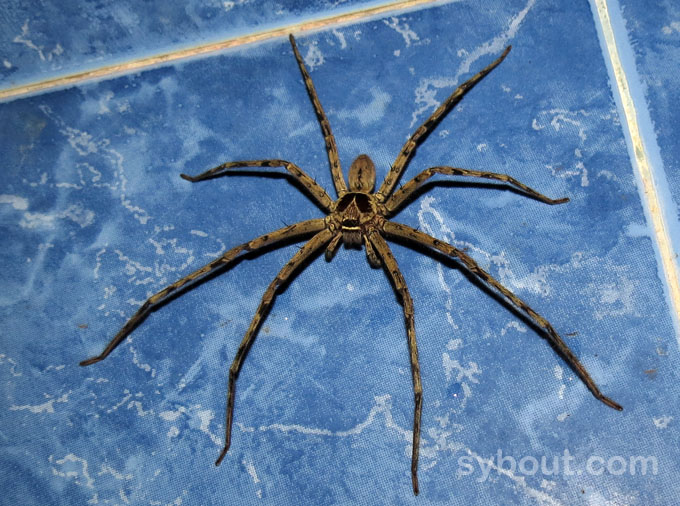 Domestic Huntsman Spider - male