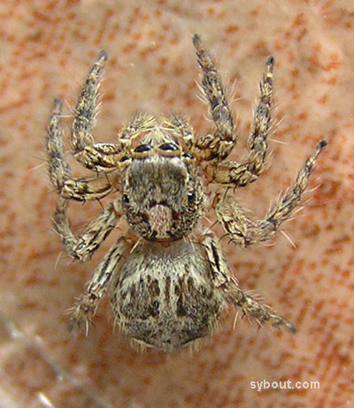 Jumping Spider