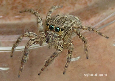 Jumping Spider
