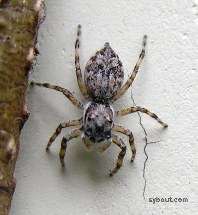 Jumping Spider
