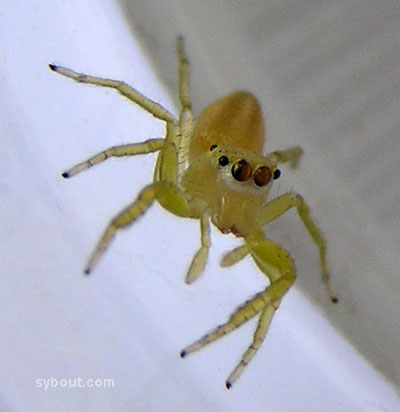 Jumping Spider
