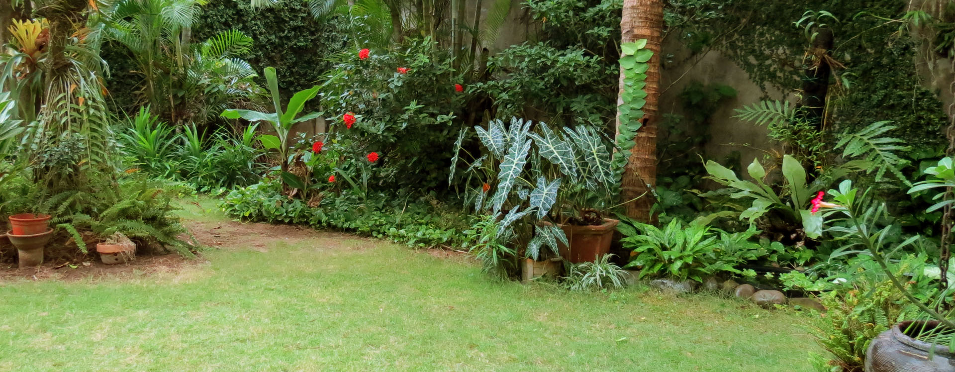 Tropical Garden