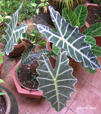 Amazonian Elephant Ear