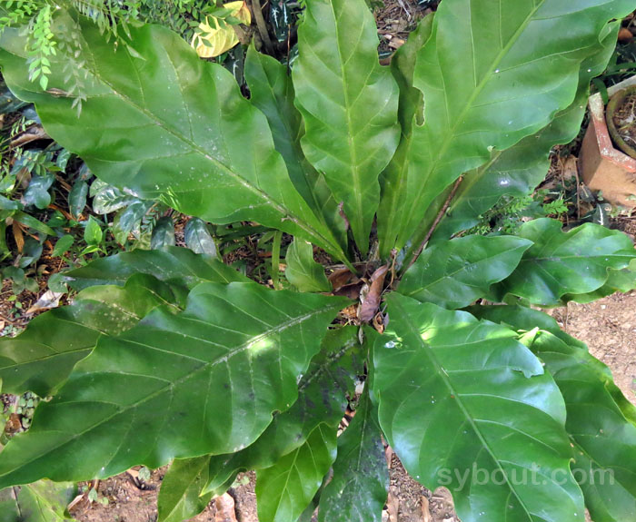 Anthurium plowmanii