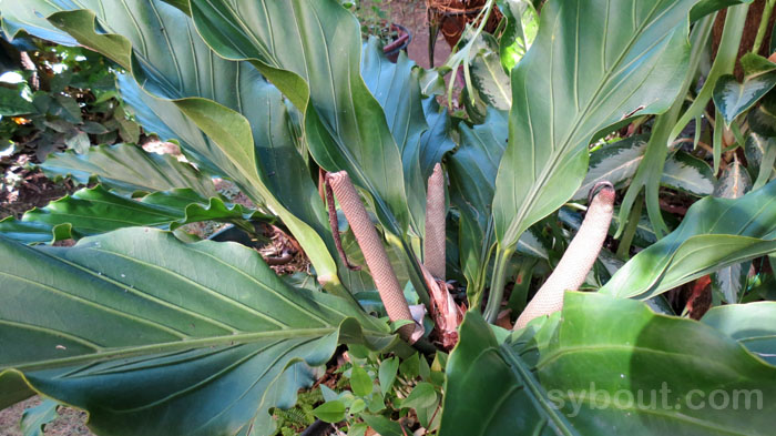 Anthurium plowmanii