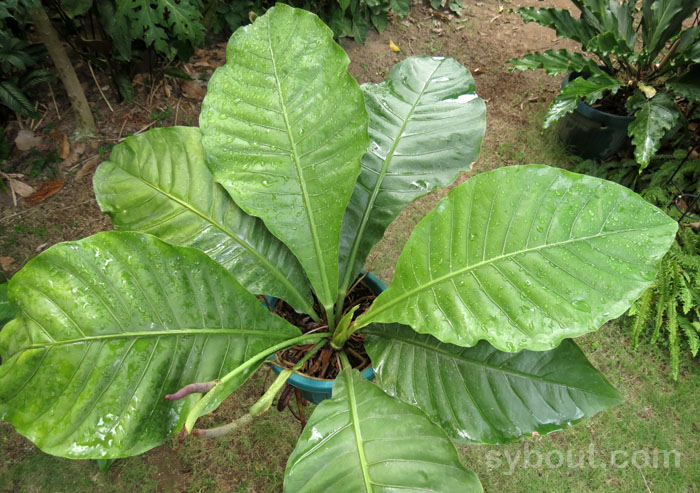 Anthurium sp.