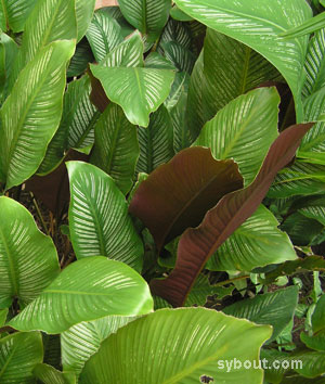 Calathea ornata