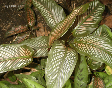 Calathea ornata