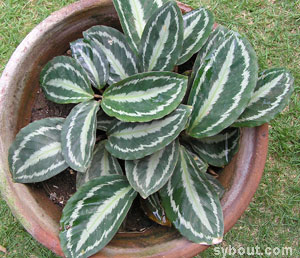 Calathea picturata 'Vandenheckei'