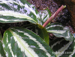 Calathea picturata 'Vandenheckei'