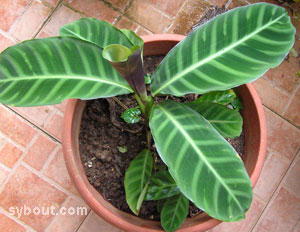 Calathea zebrina