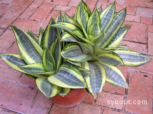 Sansevieria_'Golden_Hahnii'