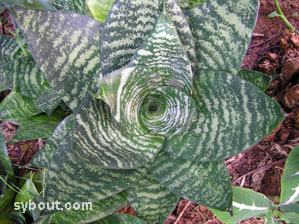 Sansevieria 'Hahnii'