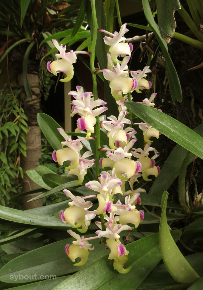 Aerides quinquevulnera