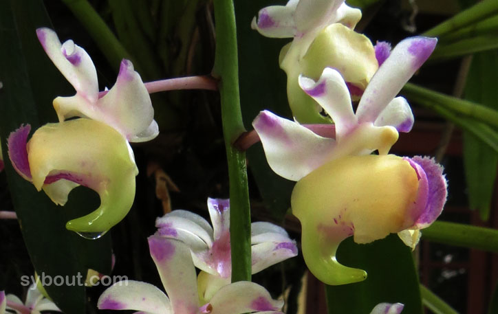 Aerides quinquevulnera