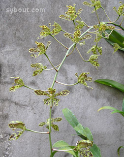 Grammatophyllum scriptum